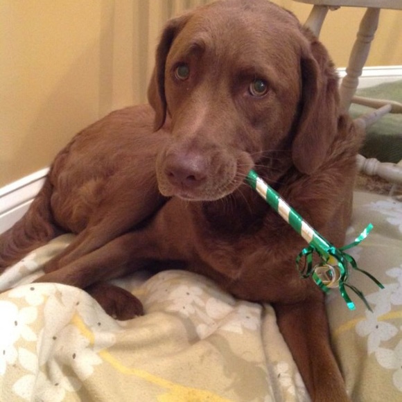 Meet your Posher, Jacqueline - Picture 3 of 8